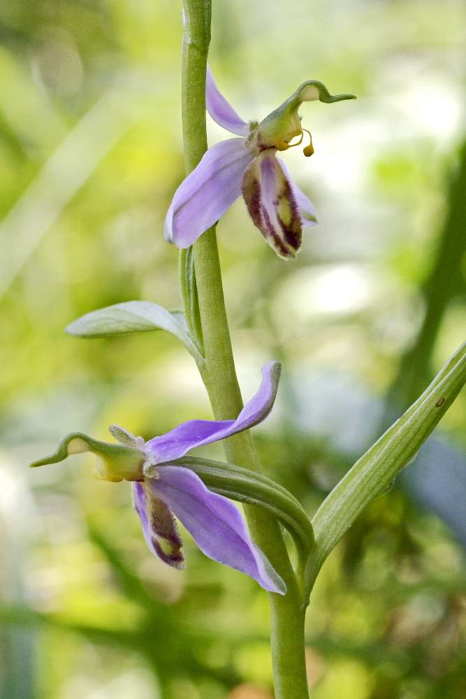 Ophrys apifera v. tilaventin